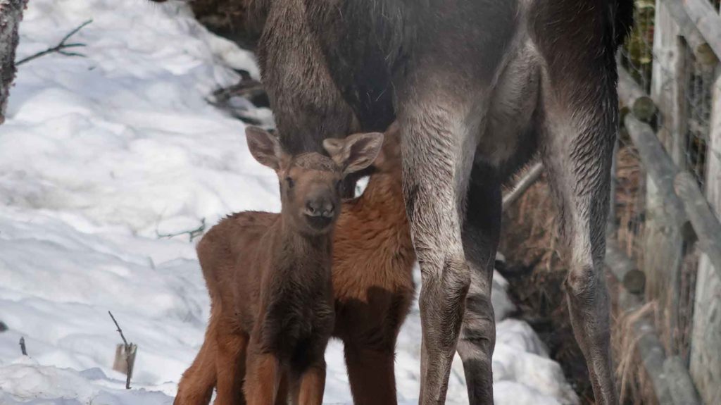 Photo. Moose calf with mother