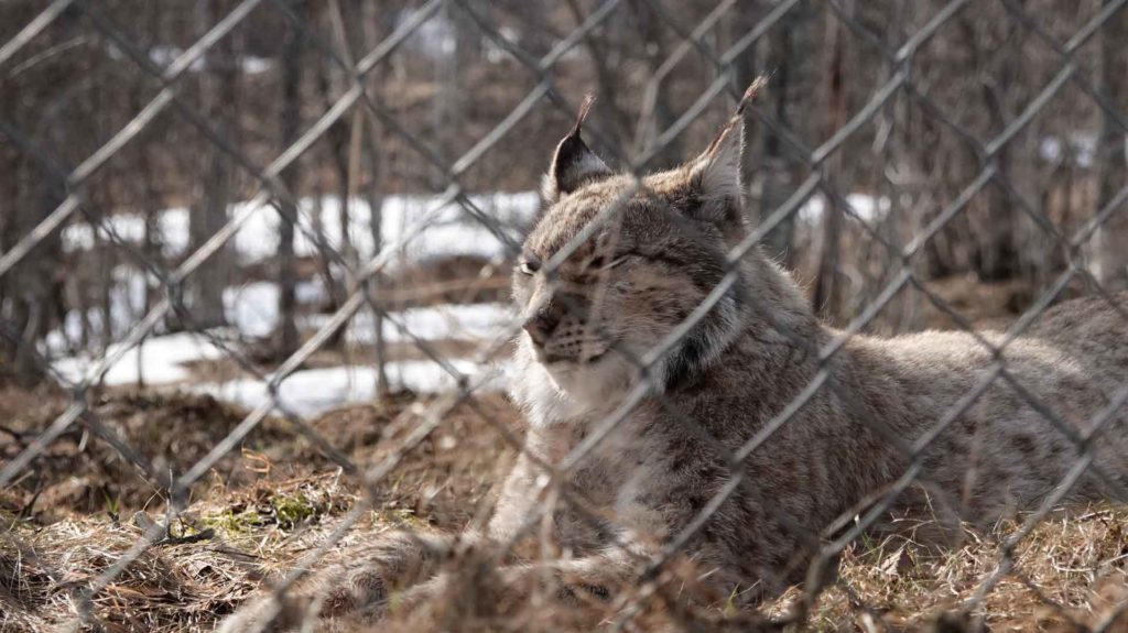 Photo. Lynx in enclosure